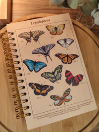 Libreta media carta "Lepidóptera"