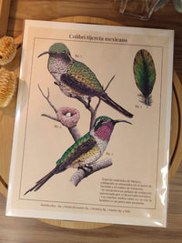 Print "Colibrí tijereta mexicano"