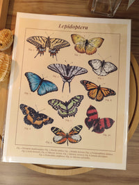 Print "Lepidóptera"