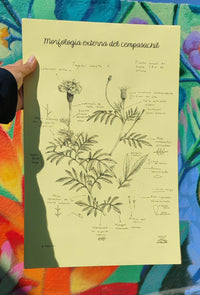 Risografía "Morfológica externa del cempasuchil"