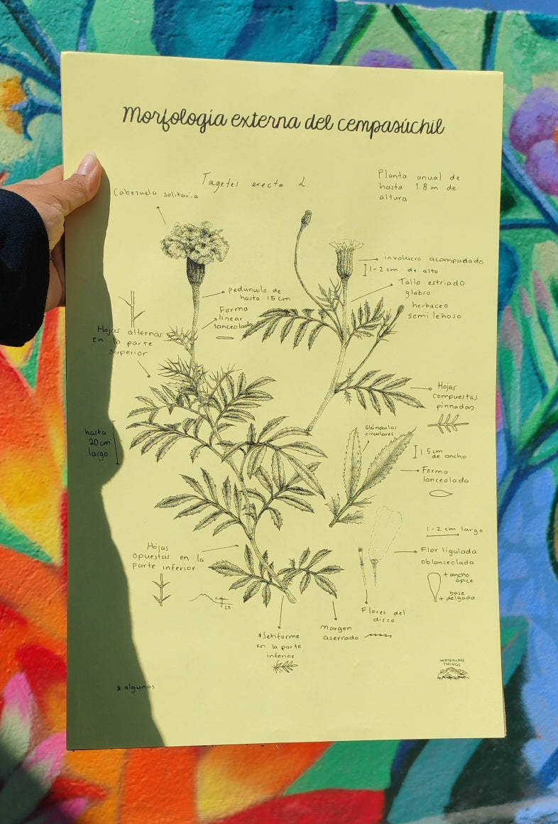 Risografía "Morfológica externa del cempasuchil"