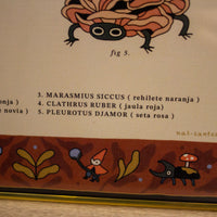 Print enmarcado "Fungi mágico"