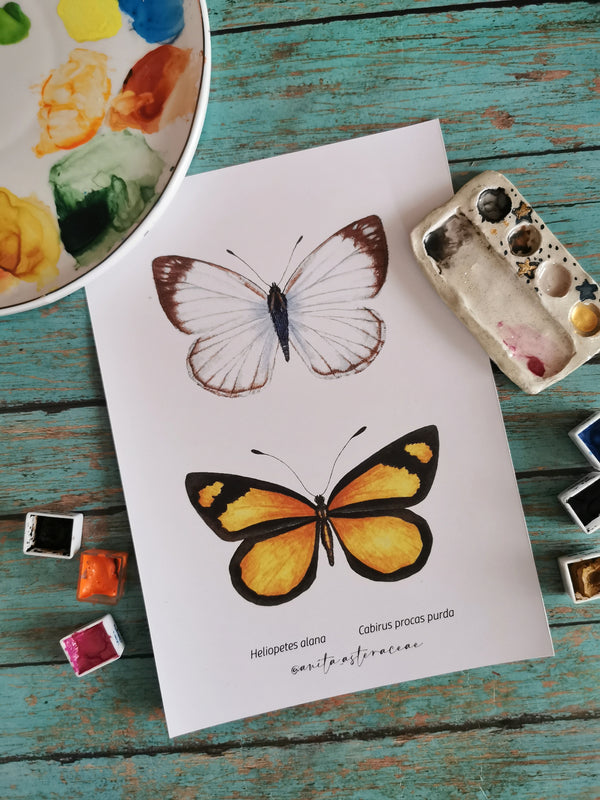 Print set de dos mariposas blanco amarillo