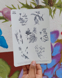 Planilla de stickers vinil "Plantas medicinales"