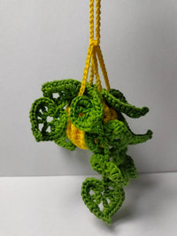 Monstera colgante