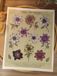 Print "Dalias de México"