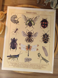 Print "Insectos"