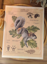 Print "Ardilla gris"