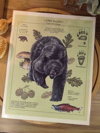 Print "Oso negro"