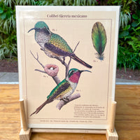 Print "Colibrí tijereta mexicano"