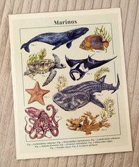 Print "Marinos"