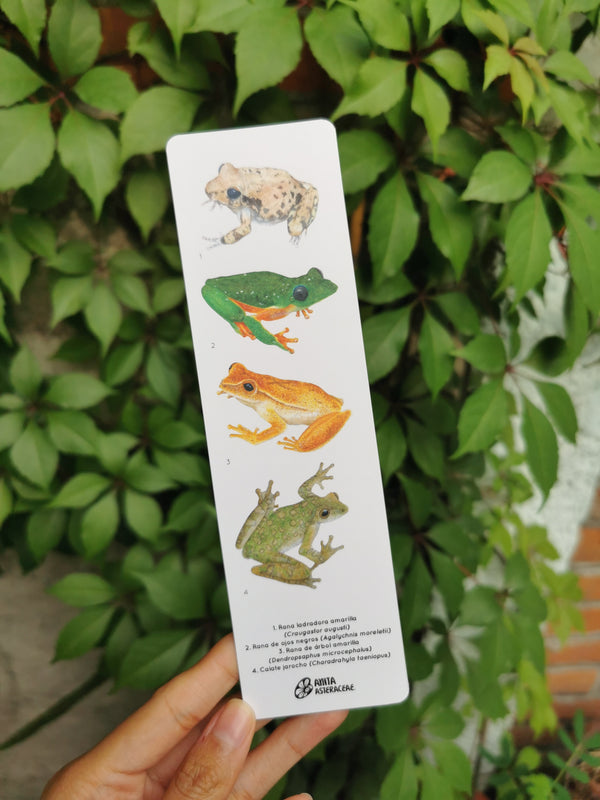 Separador ranas 4.1