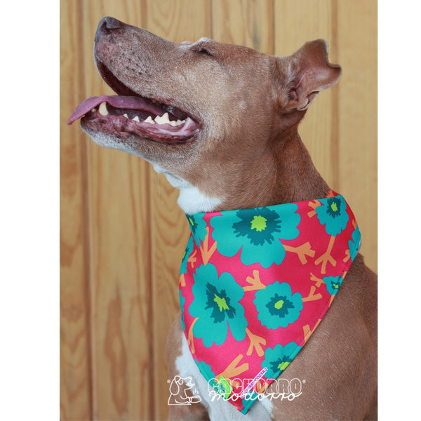 Bandana para Cachorro Modorro M  