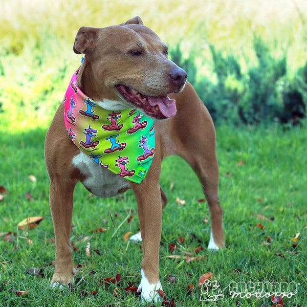 Bandana para Cachorro Modorro G 