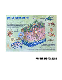 Postal "MESOFAUNA"